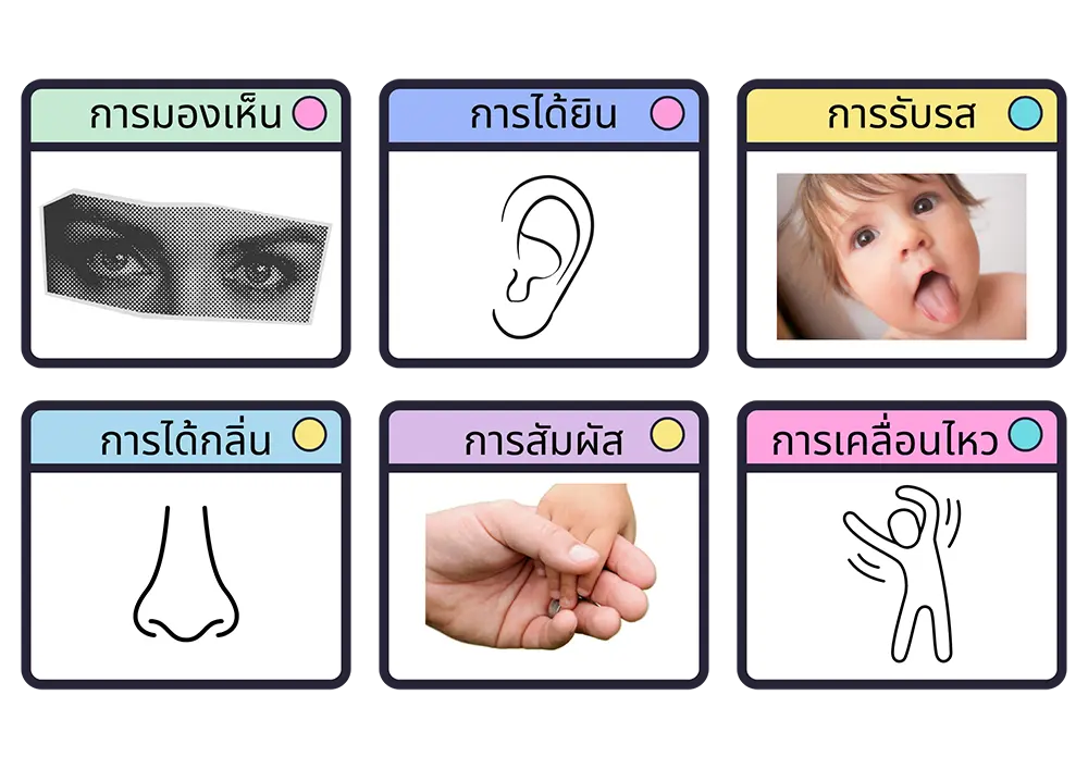 ประสาทรับความรู้สึกทั้งหกด้าน การมองเห็น การได้ยิน การรับรส การได้กลิ่น การรับสัมผัส การรับรู้การเคลื่อนไหว